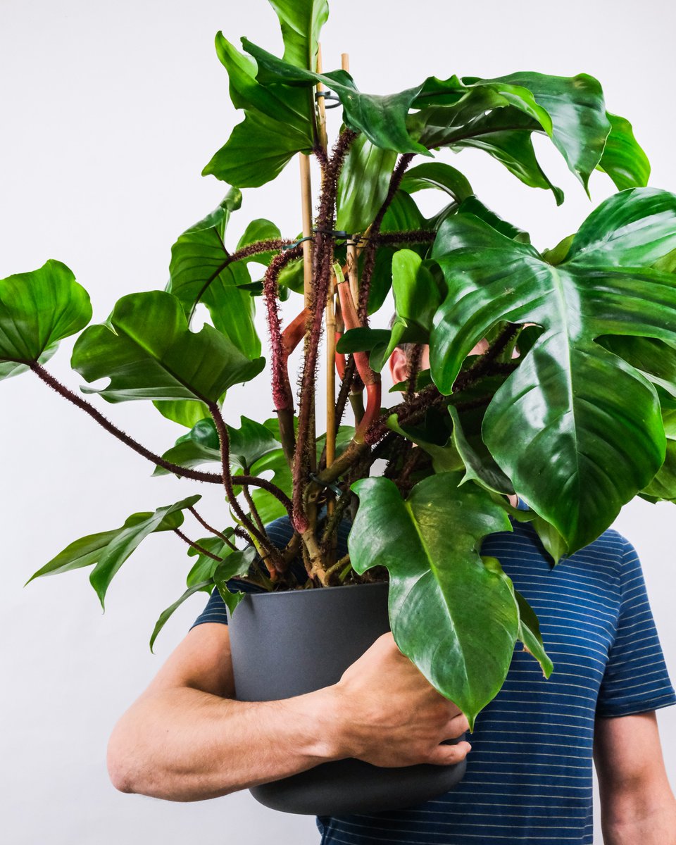 Gestivert_web's tweet photo. Avez vous des plantes dans vos bureaux ?! 🌱

#plantes #plantesintérieur #plantespourtous #plantessauvages #plantesaddict #plantesdinterieur #vegetalisation #vegetalisationparis #locationdeplantes #plantesdinterieur #plantesdebureaux https://t.co/r3ZKvMCjG6