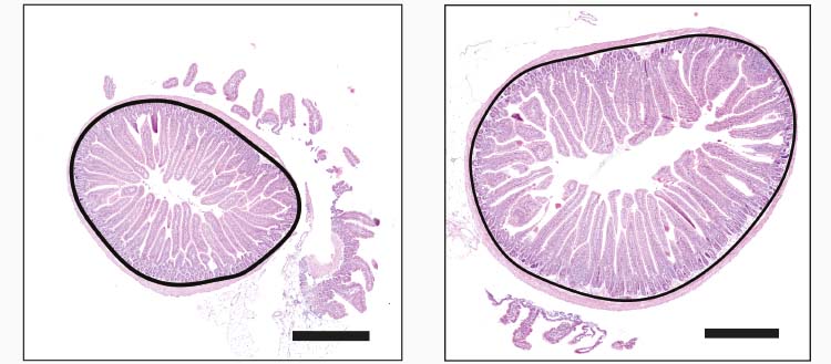UNIGEnews's tweet photo. Des scientifiques @UNIGEnews ont découvert que la quantité de nourriture régulait la taille de l’intestin et sa capacité à absorber les #calories, mettant ainsi en lumière un mécanisme fondamental à l’origine de l’#obésité. @TrajkovskiMirko 
https://t.co/6tMZTnI9UO https://t.co/FPN6wyyPeq