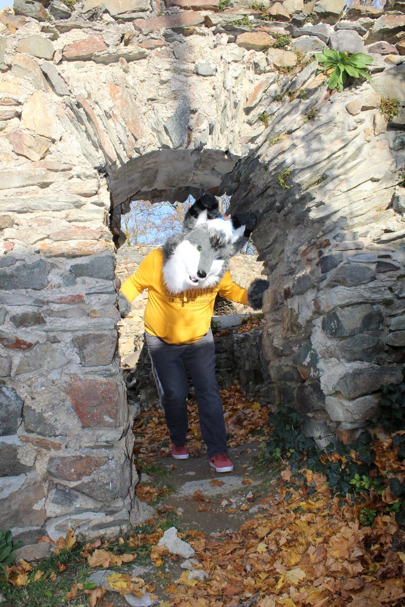 WuskyZeus's tweet photo. Happy #FursuitFriday 
clearly this castle aren't built for me this arch is way to small for me. But it were fun to walk around there.
#furry #fursuit #furryfandom #skippcreations #partialfursuit #Germany #fall #oldcastel #Thuringian #wusky https://t.co/9emhUcrjKF