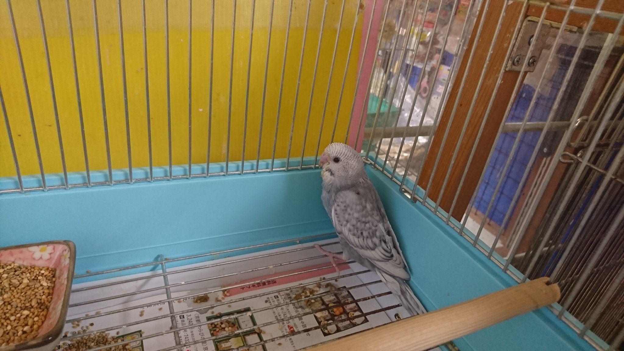 埼玉県鶴ヶ島ペットショップハピネス 小動物専門店 鳥メイン デグー 販売中です Inkokotori1621 Twitter
