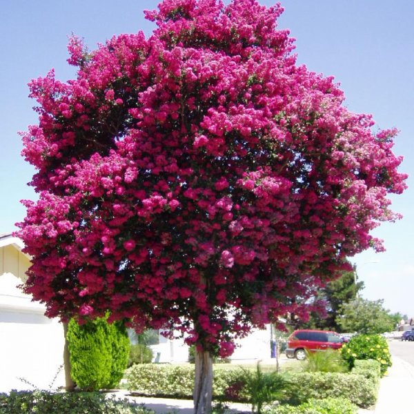 IamTreepathi's tweet photo. Starting #TREEGyan Series to create awareness about #NativeTrees
Anyone can use this information with #DueCredit.
1. #JARUL
The crape myrtle is a species of flowering plant in the genus #Lagerstroemia of the family Lythraceae.
Full Details on: https://t.co/48K1WXQw2K https://t.co/MAvEqdpPss