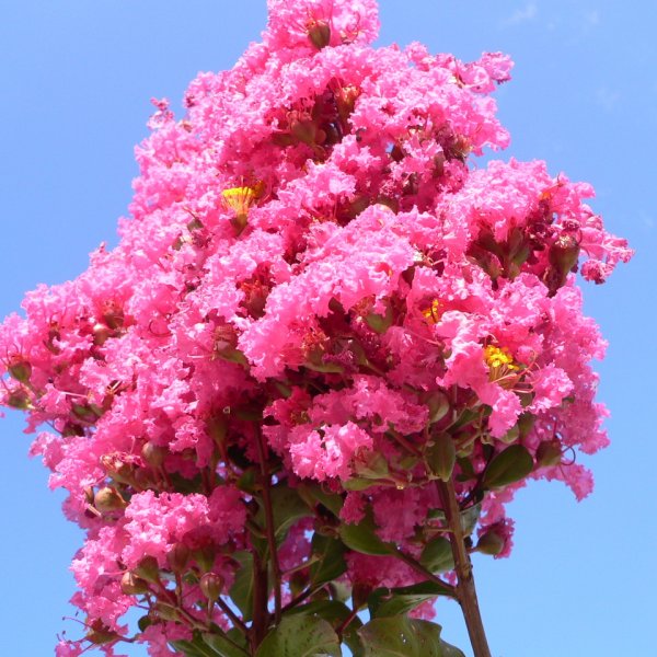 IamTreepathi's tweet photo. Starting #TREEGyan Series to create awareness about #NativeTrees
Anyone can use this information with #DueCredit.
1. #JARUL
The crape myrtle is a species of flowering plant in the genus #Lagerstroemia of the family Lythraceae.
Full Details on: https://t.co/48K1WXQw2K https://t.co/MAvEqdpPss