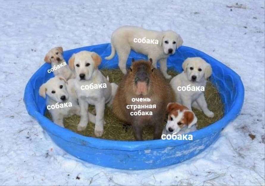 dog dog dog
dog dog dog

a very strange dog