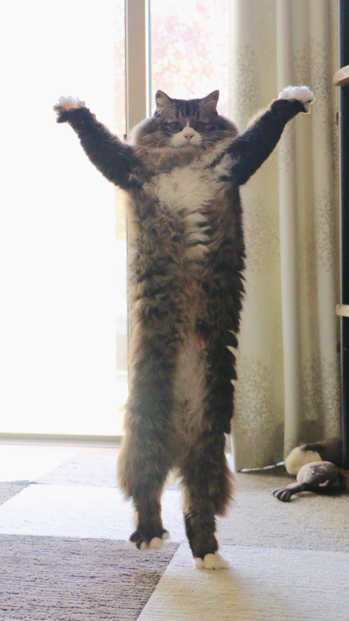 荒ぶる猫のポーズ 猫背を忘れた猫が飼い主の前で仁王立ち おたくま経済新聞