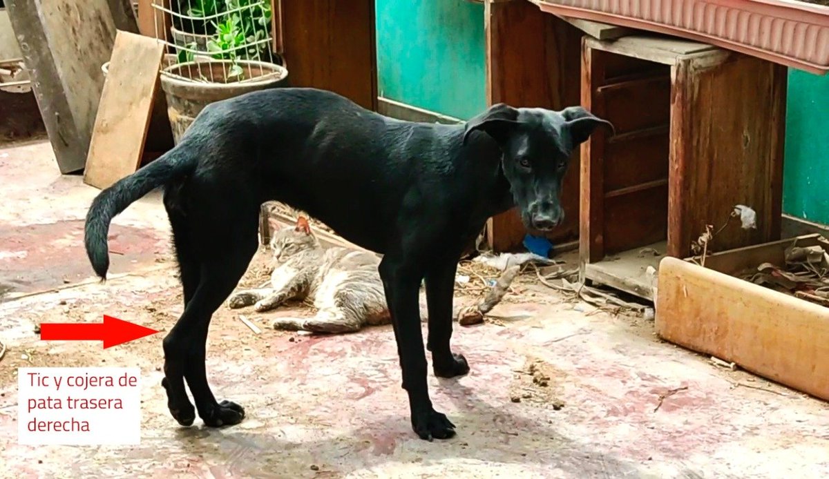 nancyvegac's tweet photo. Hola! Mi perra Lupita se perdió el 25/11 en SJM. Es grande, hembra, tiene un tic en la pata derecha trasera y cojea.  Lomo encorvado. Por favor RT🙏 Se dará recompensa. Tel 940735581 @ocram @rominabadoino @LalyGoyzueta @MelissaPeschier @Paola310 @vanessasaba75 @julianaoxenford https://t.co/LGaeuloH4L