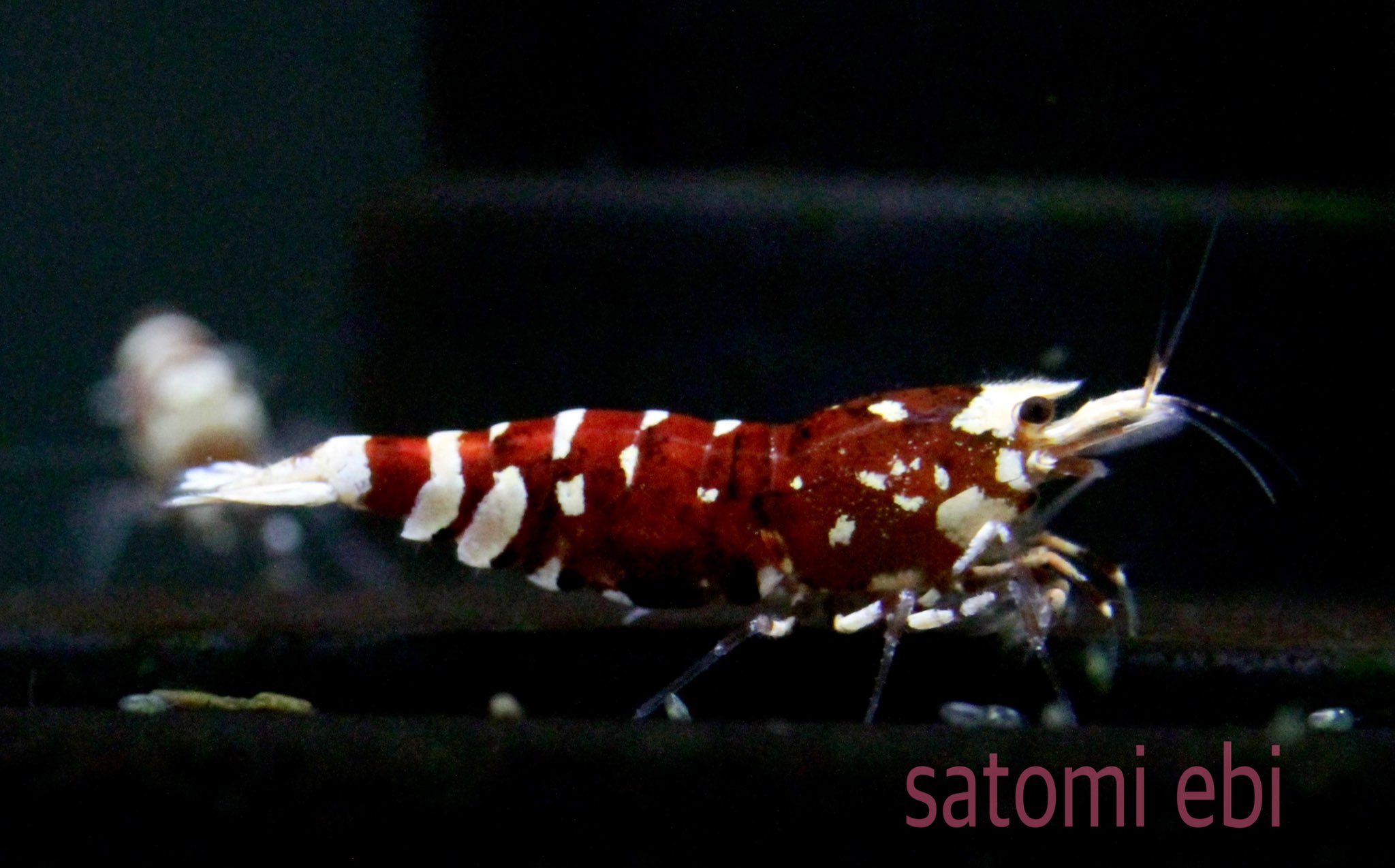 さと美えび Satomiebi 今週もお疲れ様でした 今日ヤマトに行ったら荷物が多すぎて年内は地域関係なく遅延の可能性ありだそうです 今日のsarasa 白勝ち赤勝ち サラサタイガー ブラックサラサ レッドビーシュリンプ 鑑賞えび さと美えび