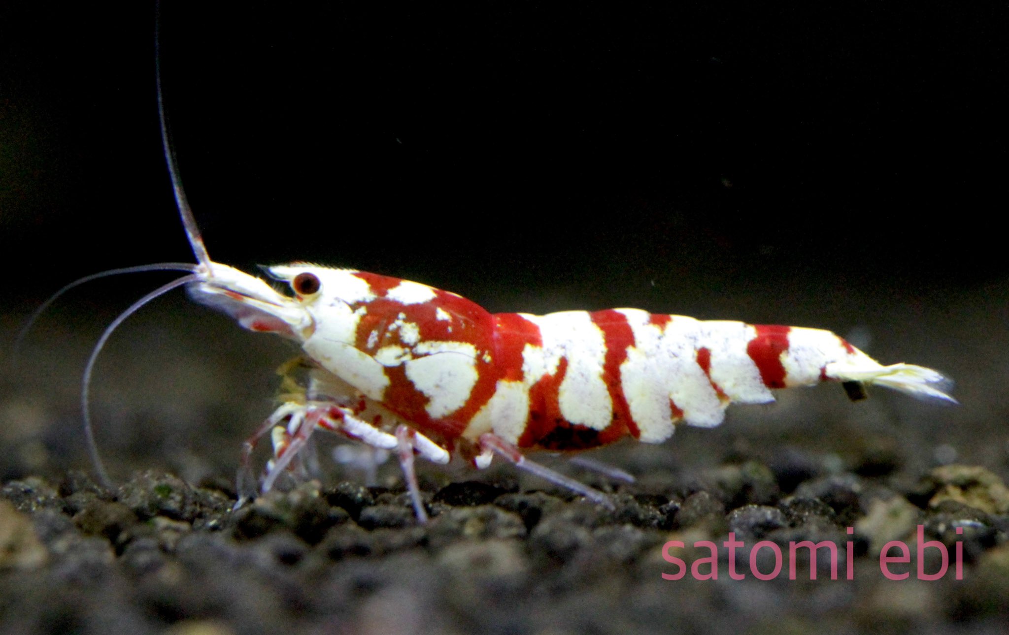 さと美えび Satomiebi 今週もお疲れ様でした 今日ヤマトに行ったら荷物が多すぎて年内は地域関係なく遅延の可能性ありだそうです 今日のsarasa 白勝ち赤勝ち サラサタイガー ブラックサラサ レッドビーシュリンプ 鑑賞えび さと美えび