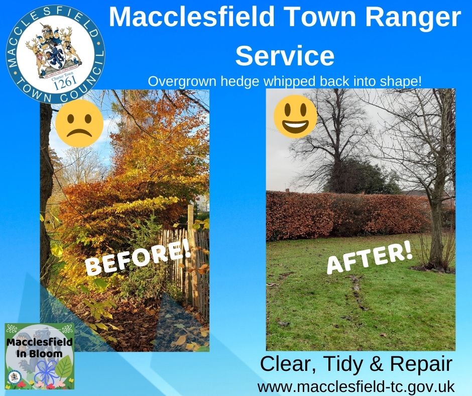 MaccRanger's tweet photo. The hedge  was too broad for the cutting arm to reach so had got out of hand.  More half hedge/half tree.  We flattened it and pruned the sides so next time a cut is due the whole top will benefit. #macclesfield #allotmentmaintenance #makethingsbetter https://t.co/WWWR0qbVR3