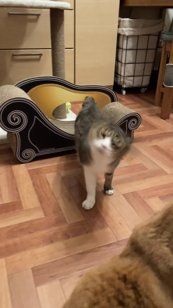 台風の目だ‪wこんな可愛い台風なら受け入れたい‪w‪w‪w猫の目