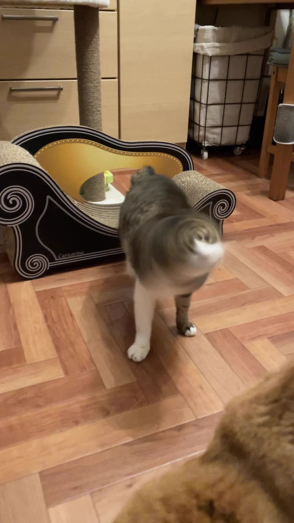 台風の目だ‪wこんな可愛い台風なら受け入れたい‪w‪w‪w猫の目