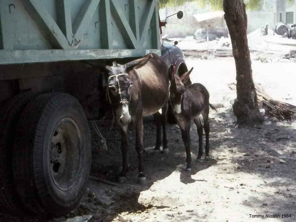Blueyonetwo's tweet photo. I suppose they dream of being in #Karpasia/ The reality is #Kitima/ #Paphos/ Not all donkeys are born lucky! / Bu esecik ve sipasi da #Karpaz'da olmayi dusluyorlar eminim/ Gercek : #Kasaba #Baf/ #Cyprus /1964/ https://t.co/9lSTUyTjs3