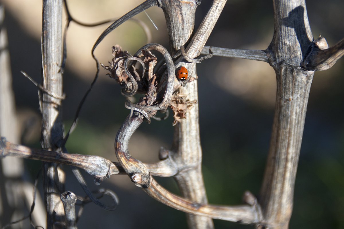 BodegaMaranones's tweet photo. The importance of balance with the ecosystem is fundamental at Bodegas Marañones.
We work in organic with biodynamic philosophy.
It’s fundamental because we want that our wines speaks about its origin and its area.
#sierradegredos #bodegamarañones #domadrid https://t.co/TsofGZLFBu