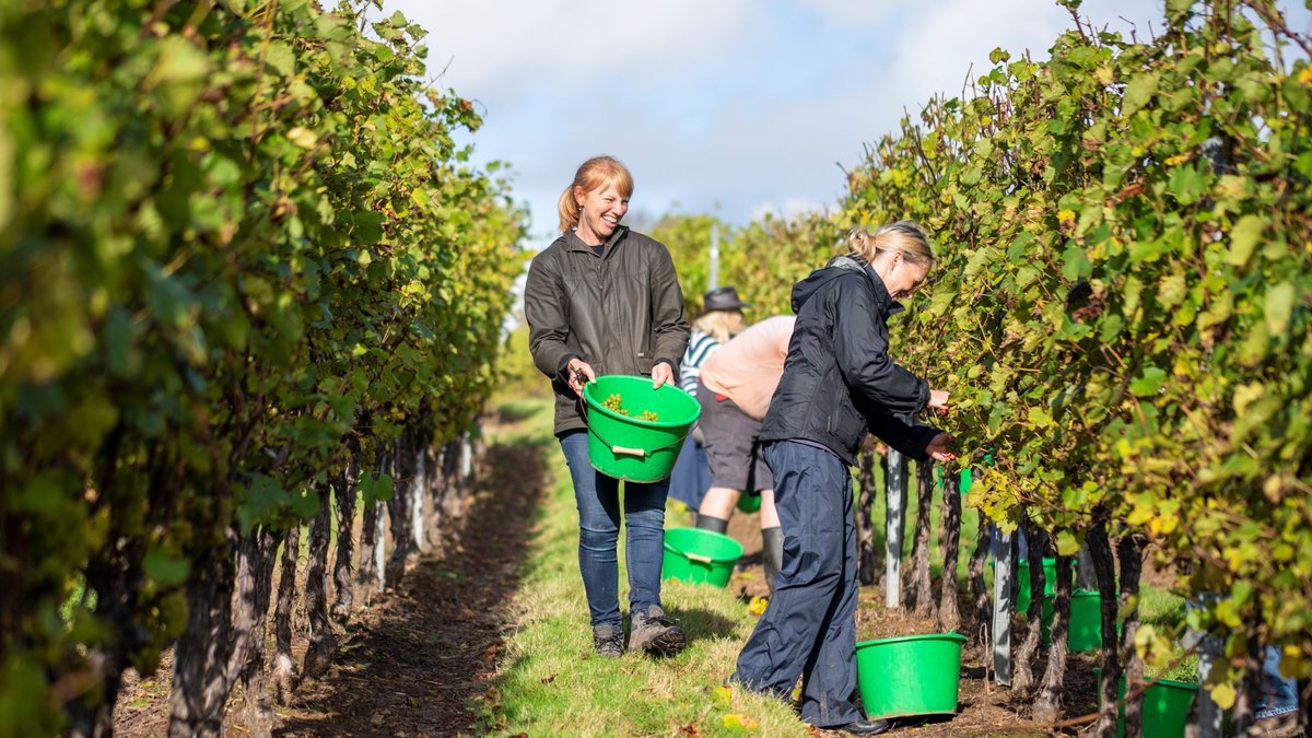 England and Wales 2021 vintage report: Saved by September, sensational for sparkling? tinyurl.com/2p98e8vj With input and quotes from over 20 vineyards and wineries. An exceptionally difficult year in the vineyard - but difficult does not equal poor quality. Photo <a href="/59photos/">'59</a>