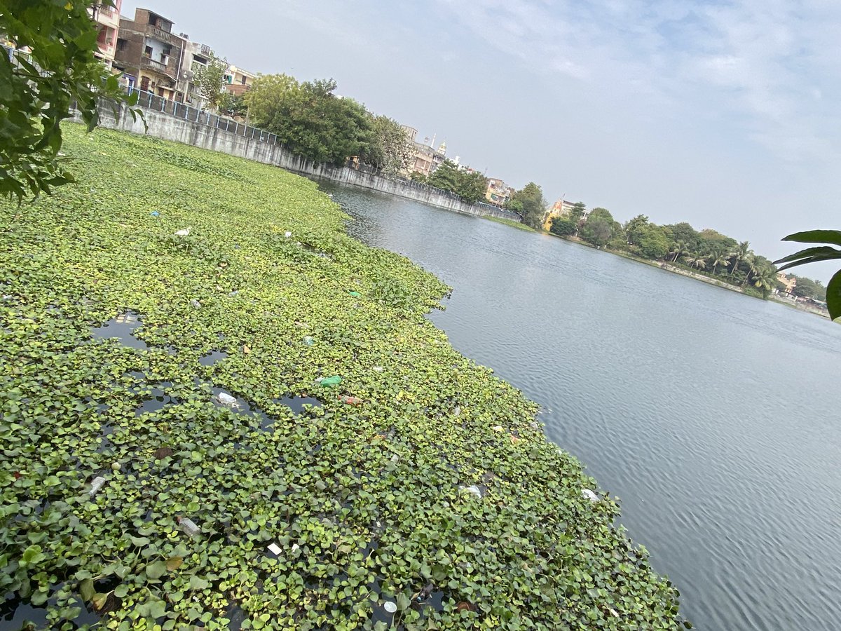 true_north_21's tweet photo. Look at the sorry state of #GorwaLake situated in the 8th cleanest city of India!
I wonder how @VMCVadodara got that rank provided sorry state and negligence of its natural resources.
You need to buckle up and clean this shit ASAP. @mpvadodara @CollectorVad https://t.co/4R9FY7hK9j