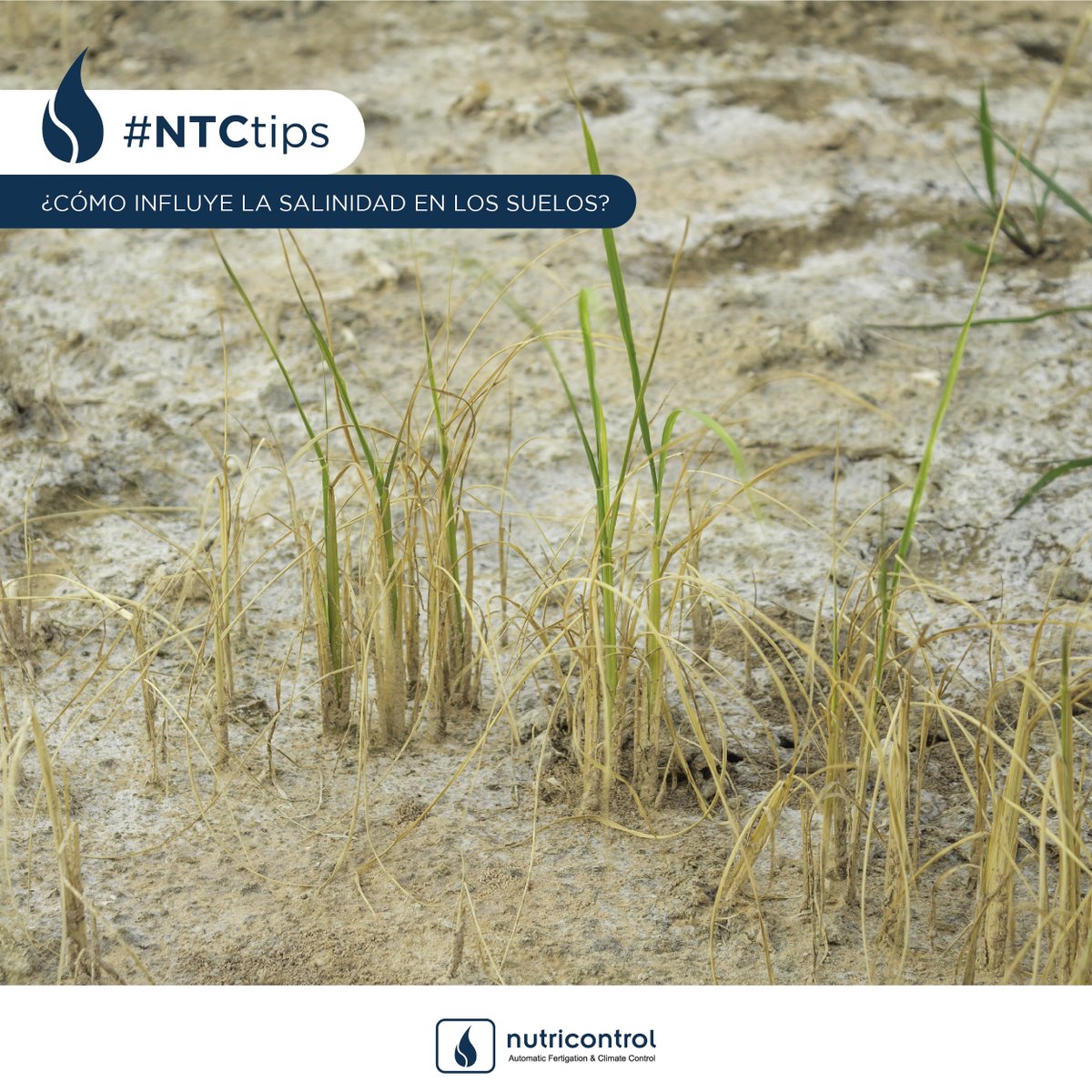 Nutricontrol_es's tweet photo. 📰Hoy en #NTCtips hablamos de como afecta la salinidad en el suelo🌱
🧐Lee el blog completo aquí 👇
https://t.co/68wILL29GO https://t.co/sjkZuGmFlF