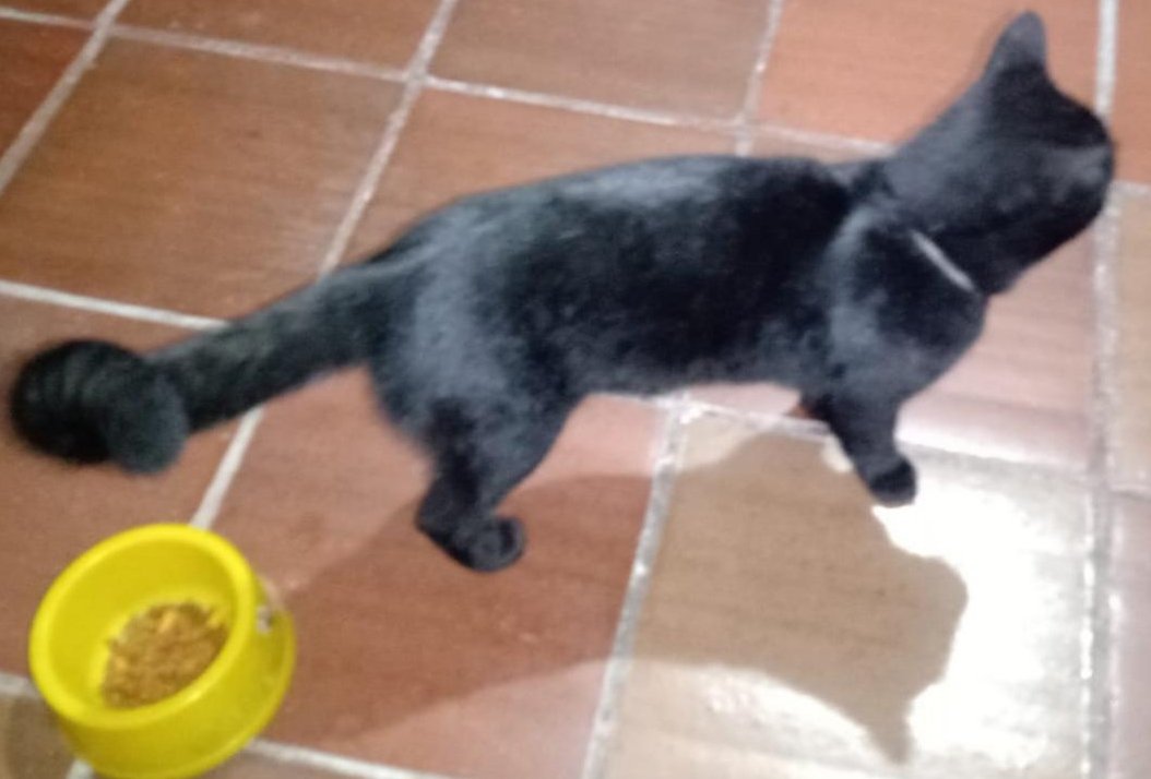 YANVIDEL's tweet photo. Se encontró un felino negro con collar negro con blanco, al parecer tenia una placa o un cascabel, creo que deben estarlo buscando sus humanos porque es muy consentido. Si alguien la está buscando que me escriba por interno. Cr4#6 . Facatativá, Cundinamarca, Colombia.2021 12. https://t.co/9EePmQbLUj