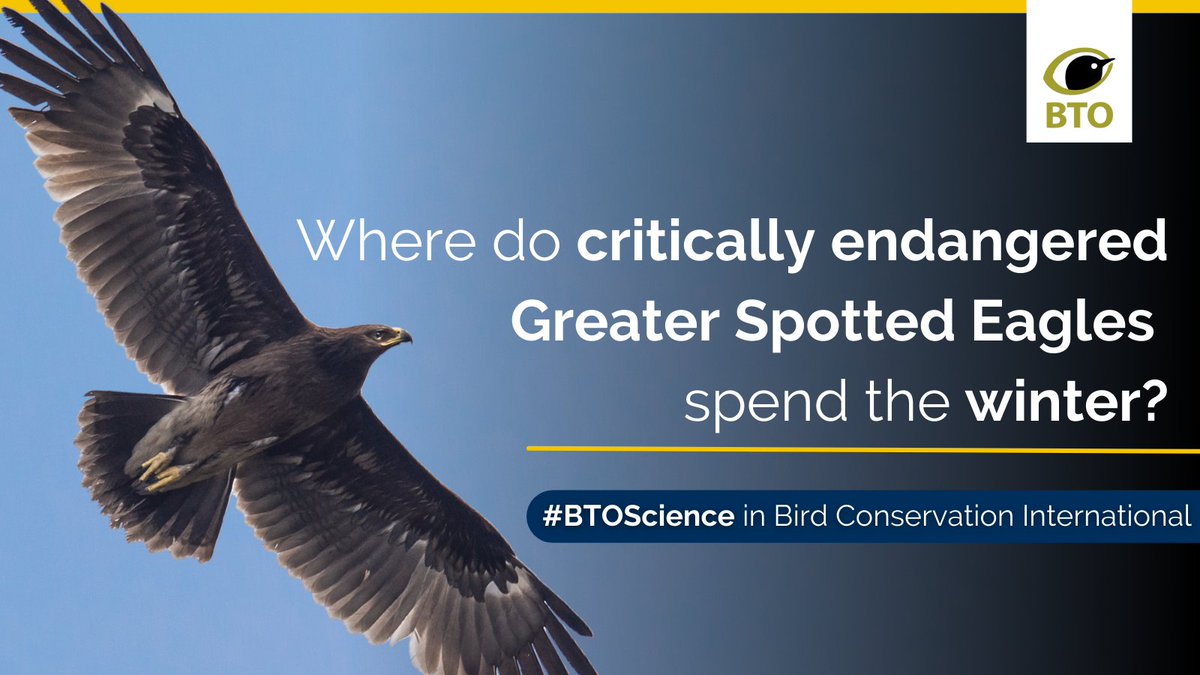 1⃣ Greater Spotted Eagle is a Critically Endangered European bird. Scientists including BTO’s @Adhamab90 have now revealed its previously unknown winter movements & how these may exacerbate its decline 👉 bto.org/our-science/pu… #BTOScience @wildpolesia @EndangeredLands @ptushki