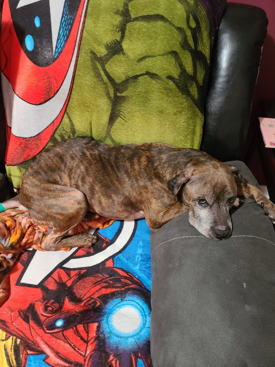 HOSS616_'s tweet image. Doing one of those things as a pet owner that absolutely tears you apart inside! I have to say good bye to my ride or die today! Gone but never forgotten!