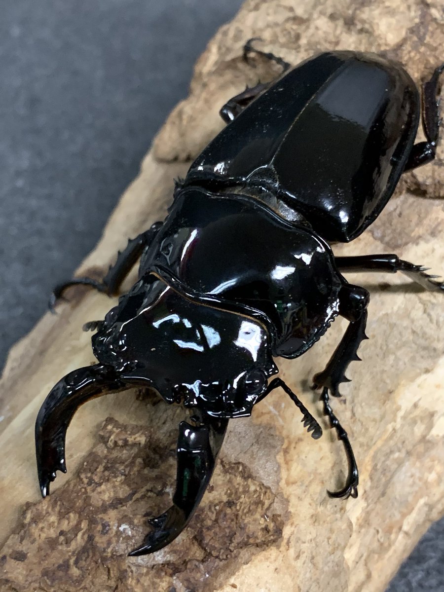 カメルーン産 カールウエルマニー（ タランドス ） レギウス ペア カメルーン産 カールウエルマニー（ タランドス ） レギウス