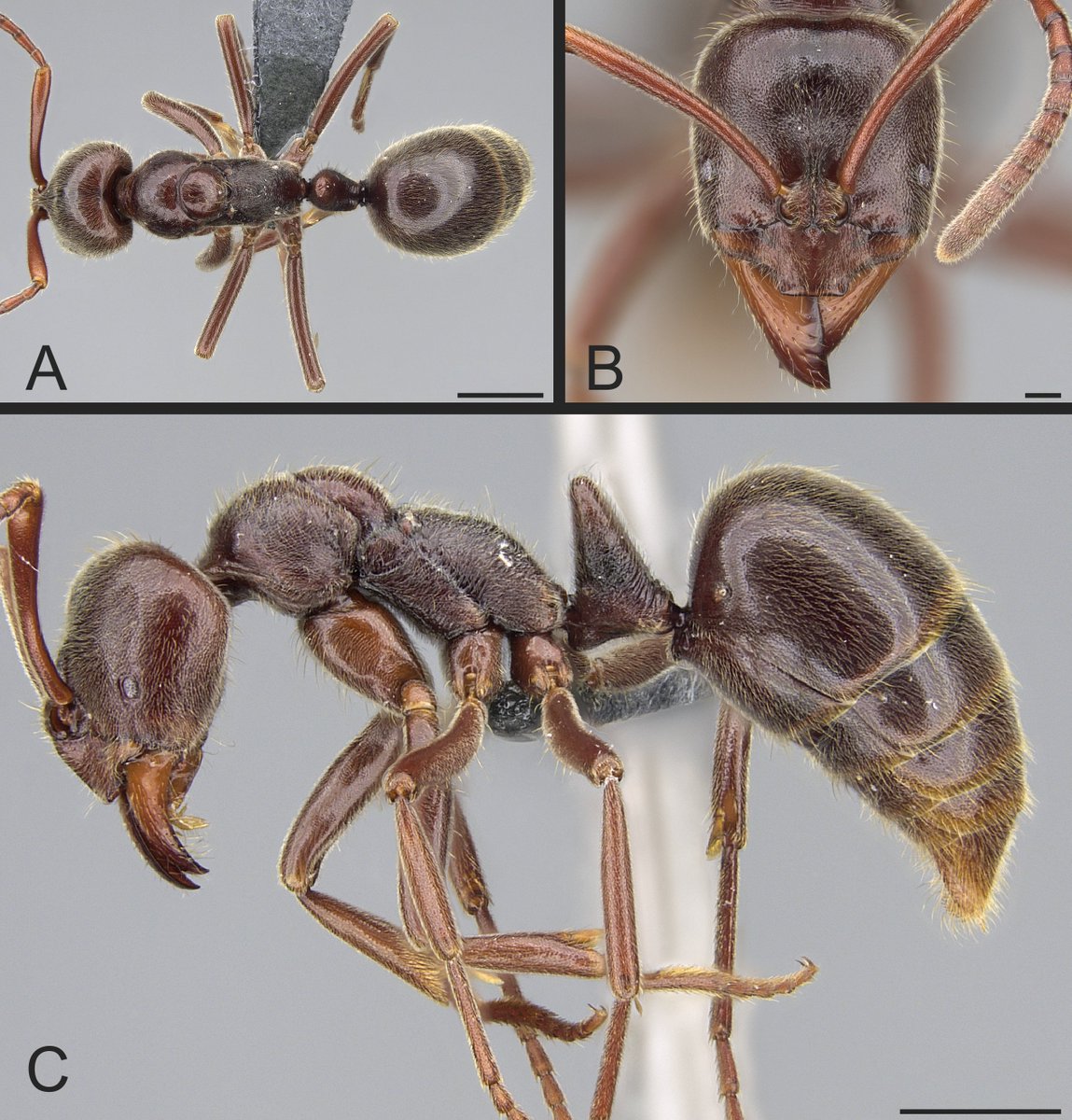 I am literally crying from happiness and so so so very honored. <a href="/Flaviaesteves/">Flavia Esteves</a> &amp; <a href="/ant_explorer/">Brian Fisher</a> just named a new GENUS of ants after me! Meet Corrieopone!
