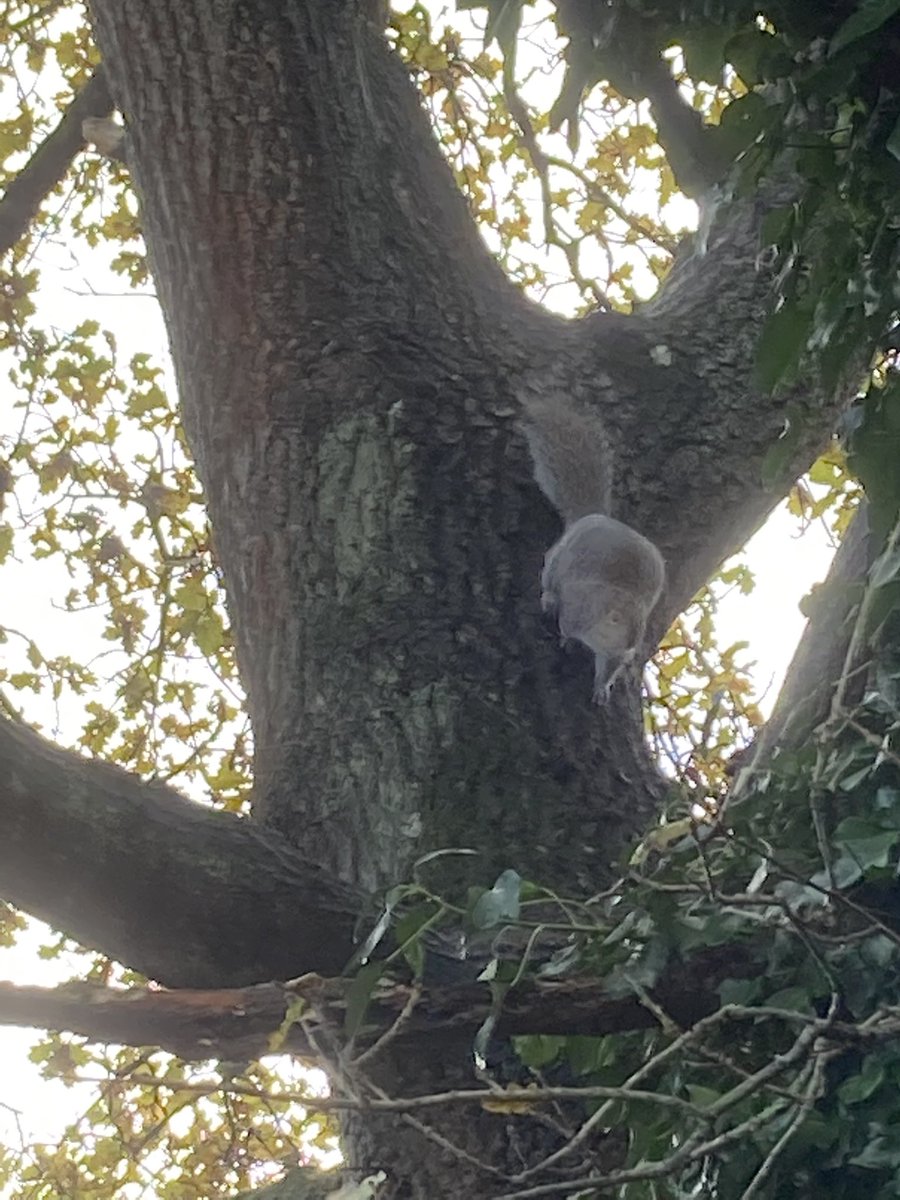 PeterRobinMason's tweet photo. Same work with Honey today, different tree and two squirrels https://t.co/V7073COiQx
