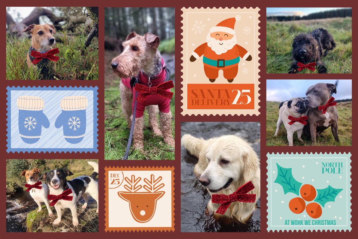 workwewalk's tweet photo. 🎄WELCOME DECEMBER 🎄🎄 It’s Bowtastic time 🎁

❄️ We’re starting off December with a little holiday bow flair! We have another big team today! It’s the 3rd and let’s get to December adventures
#AtWorkWeWalk  #Adventurizing  #K9Adventurizing #dogwalking  #TeamTerrier #dog https://t.co/WB3GqtBidw