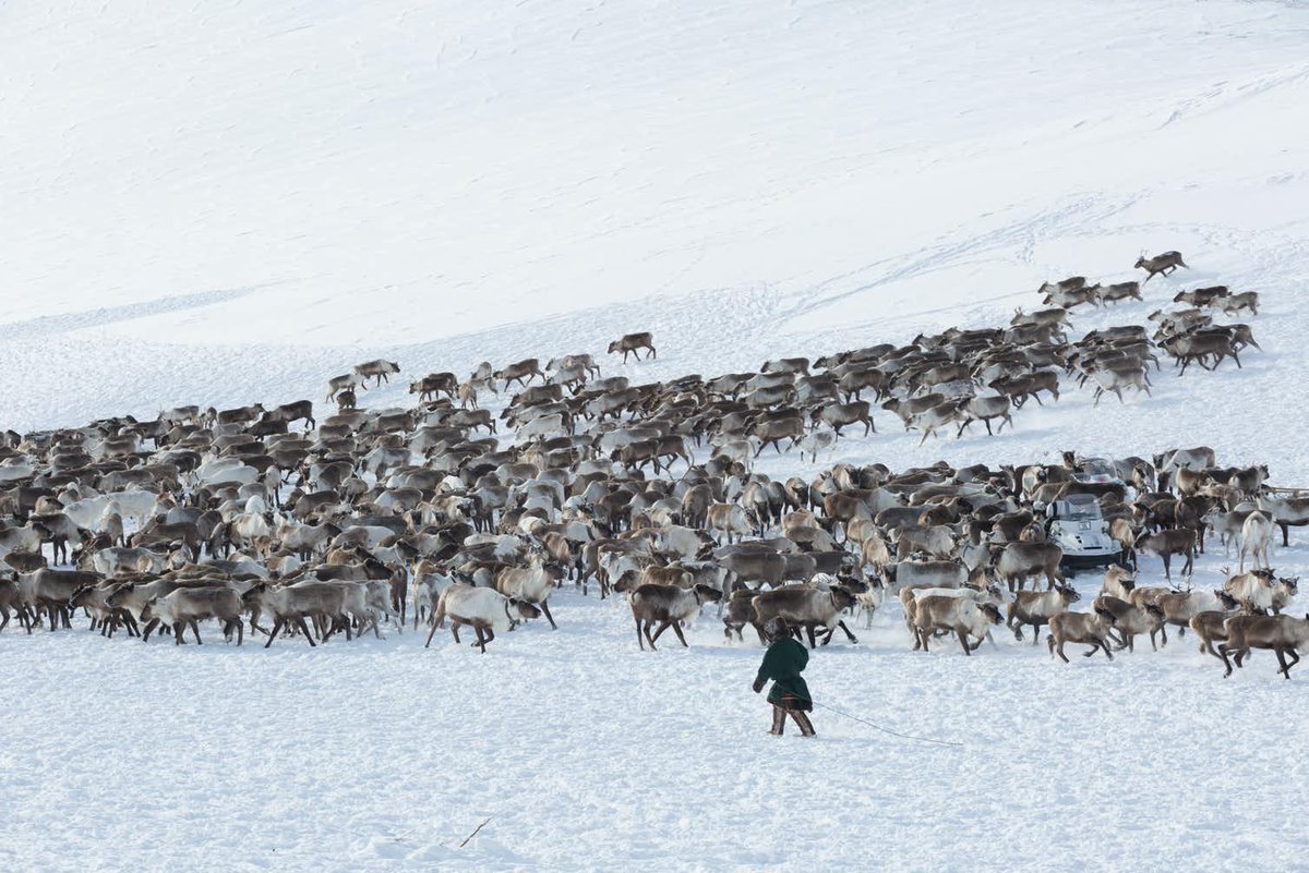 Arctic Today tweet media