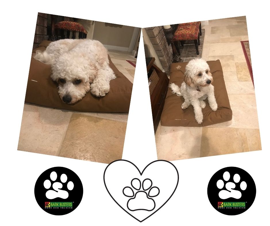 BarkOcsw's tweet image. Bella is a young adult pup now and is still learning manners in the home. She is also learning how to respond to her handlers. Today we had a really great lesson. She responded really well and for the first time didn't jump up on new visitors. #jumping #leashmanners #digging