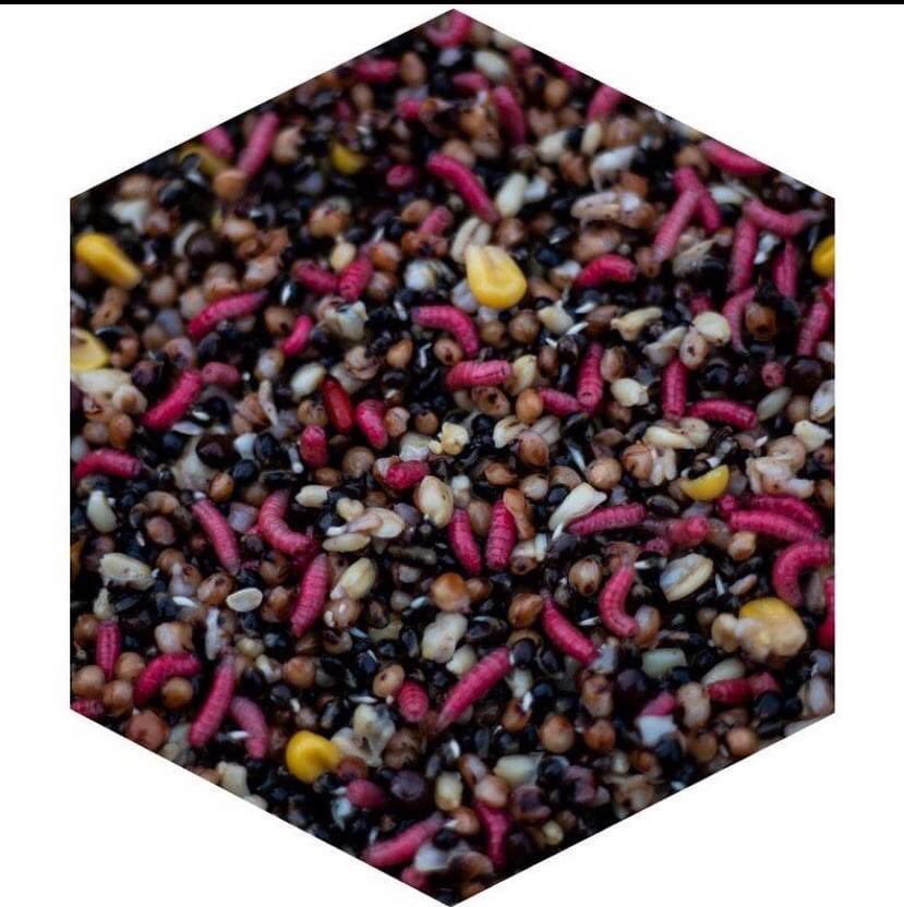 Winter Natural Mix

The Natural winter mix was a firm favourite last year and we have now bought it back.. 

This mix has lots of naturals including dead maggots in it as well as sweetcorn which is really one of the best cold water baits.

carbon-baits.myshopify.com/cart/324613554…