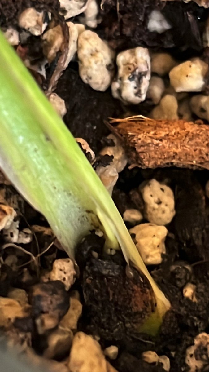 aroidlife's tweet photo. Wooo! I finally did it! Successfully got my #philodendron Ring of Fire growing! Got it over a month ago and my gf was ready to throw it out until this cute lil girl popped her head out today! Yes!
#ringoffirephilodendron #philodendronringoffire
#aroids #aroidaddict https://t.co/OeGYYwd6al