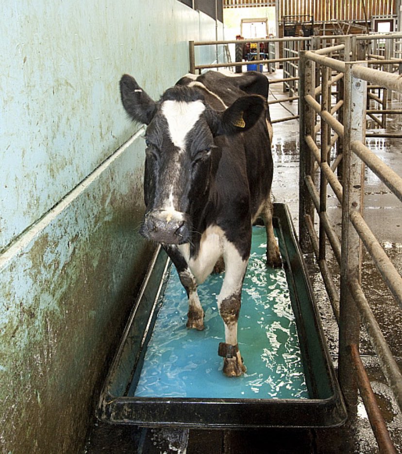 rw_wld's tweet photo. Some fantastic lameness training for @WynnstayGroup this week with @tommythevet and @ProgieneDairy covering the challenges on farm and the benefits of effective foot bathing and alternatives to formaldehyde contact your local specialist or store.
#tacklelameness #happycows https://t.co/vQmKBCTE5K
