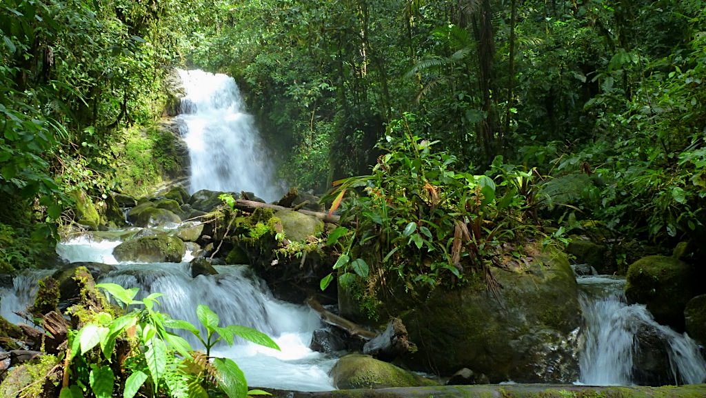 YaleE360's tweet photo. In a landmark ruling, Ecuador's high court has blocked mining in Los Cedros Protected Forest, citing the rights of nature:
https://t.co/W406ODs2xg https://t.co/qytzOJhd87