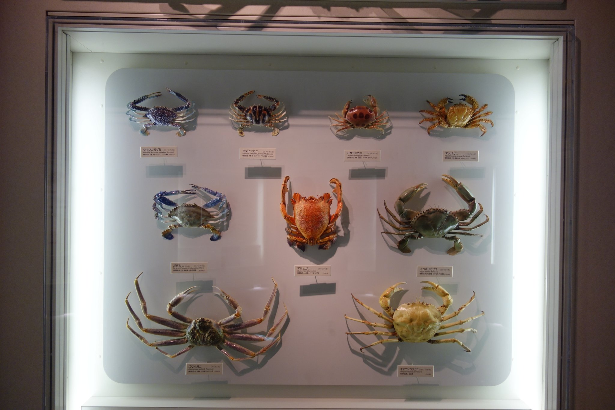 生物分類学 Twitter Search Twitter