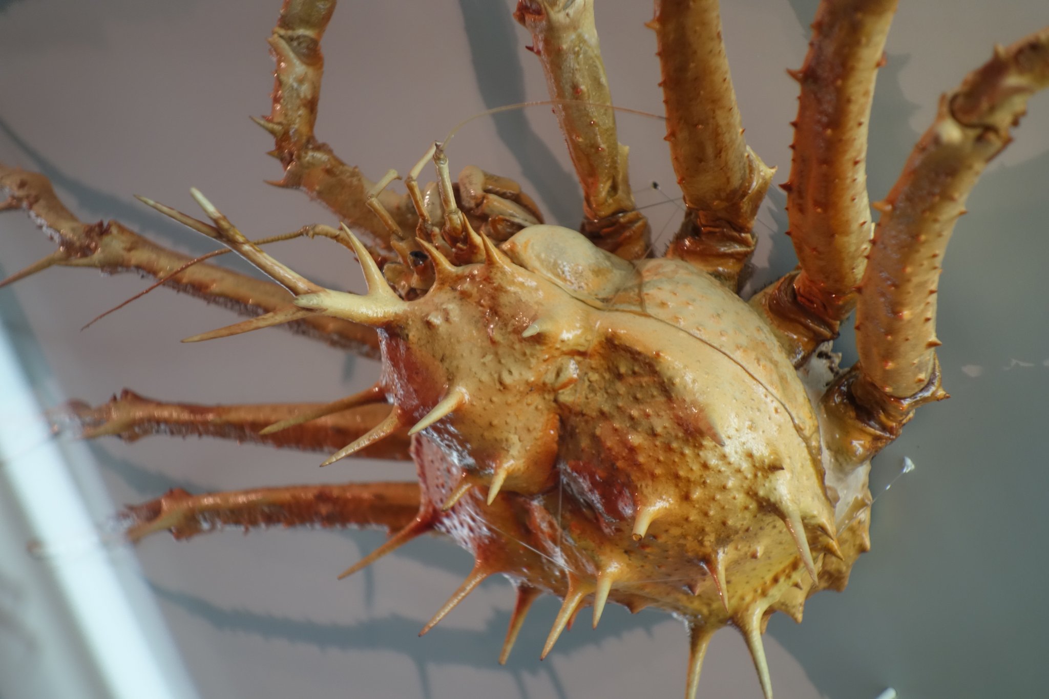 生物分類学 Twitter Search Twitter