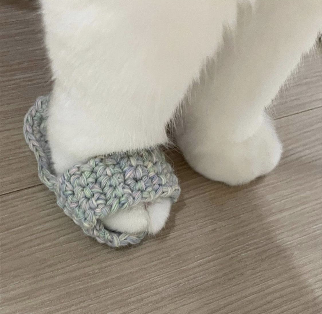 phellenas's tweet image. start with meow