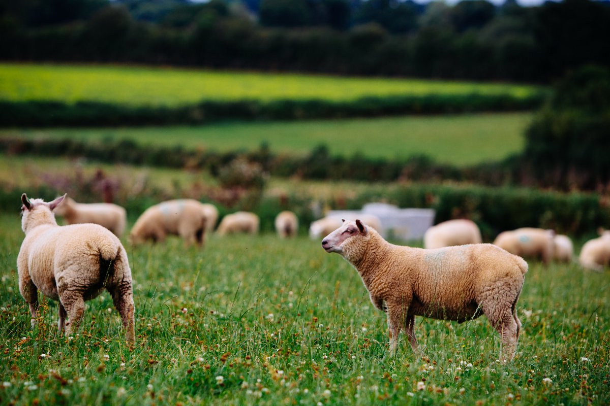 Bord Bia welcomes the news that the US has lifted a ban on EU sheepmeat, which paves the way for future Irish sheepmeat access to the market.

Read more here: bit.ly/3G8SdbF

#IrishFoodExports