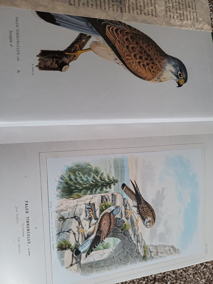 StaceyEleanorG's tweet photo. Awww wow..awww wow...No words. #TheCommonKestrel :) #RichardSale :) #BirdsOfPrey #Raptors #Dinosaurs :) Thanks so much @StevieJoeWatson it's #Gorgeous:) https://t.co/ud4ilwUBkO