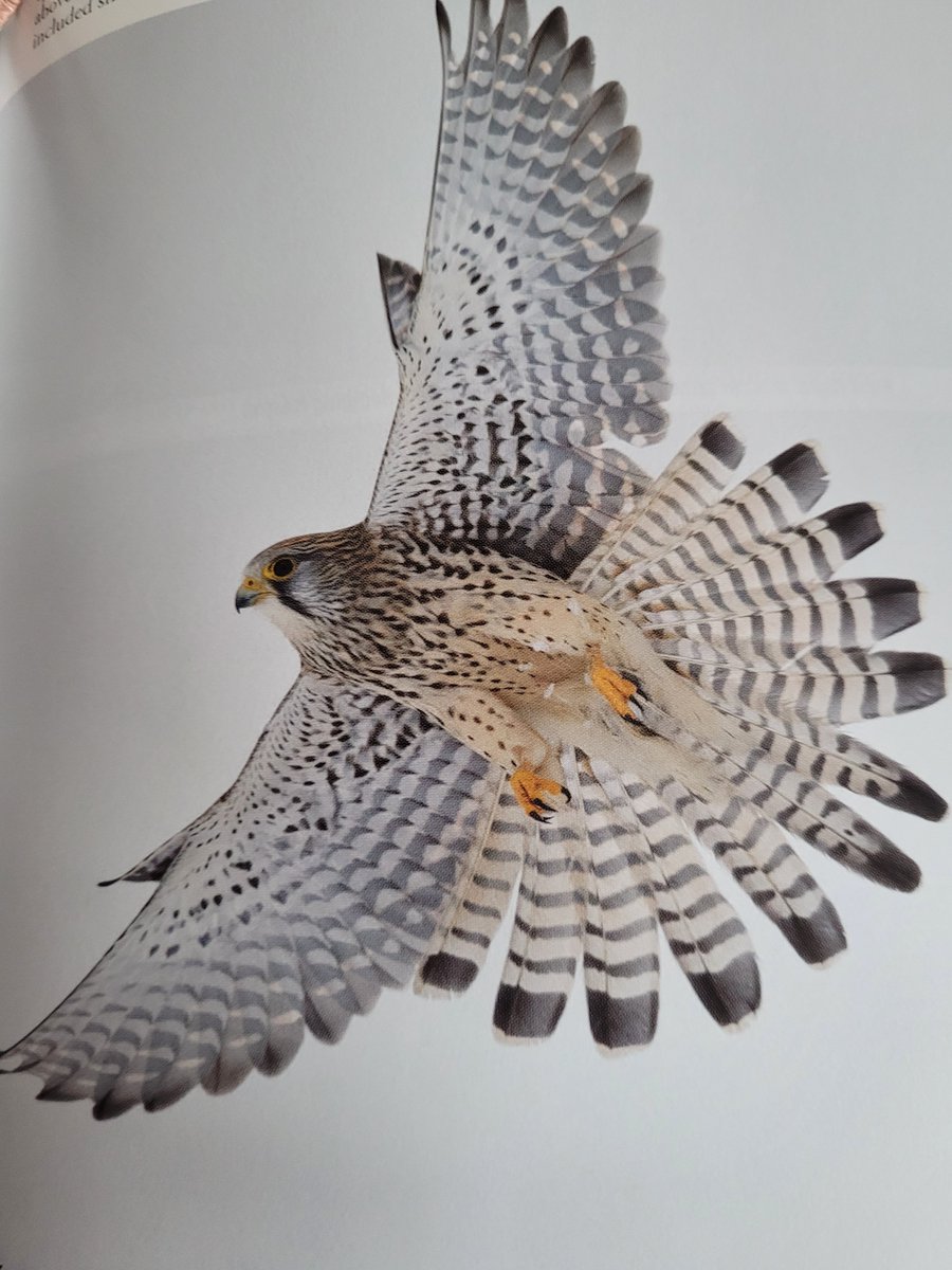 StaceyEleanorG's tweet photo. Awww wow..awww wow...No words. #TheCommonKestrel :) #RichardSale :) #BirdsOfPrey #Raptors #Dinosaurs :) Thanks so much @StevieJoeWatson it's #Gorgeous:) https://t.co/ud4ilwUBkO