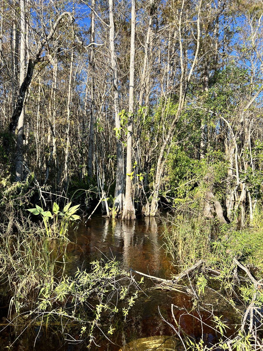 Had <a href="/TheGrayl/">GRAYL</a> with me out in the #Everglades all week, and it’s a water bottle and purifier that I really love - no influencer BS or paid promotion. It just werks 😎 the water in the glades may look pristine - the Grayl can keep you safe! #water #hydrate #yesliz <a href="/plantbasedvibes/">keep growing 🌱</a>