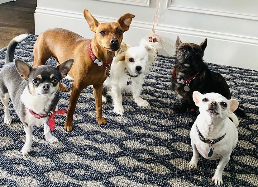 OldAspion's tweet photo. 🐶Meet our office dogs in Liverpool… from left to right: Rita, Scooby, Popcorn, Rio, and Minnie...

We’re expanding! ➡Reach out to our Group Talent Manager Victoria Riley on 07725 840758 📞

#recruitment #work #talent #excitingtimes #officedogs #dogs #rescuedogs #cutedogs https://t.co/noRbzRCaMz