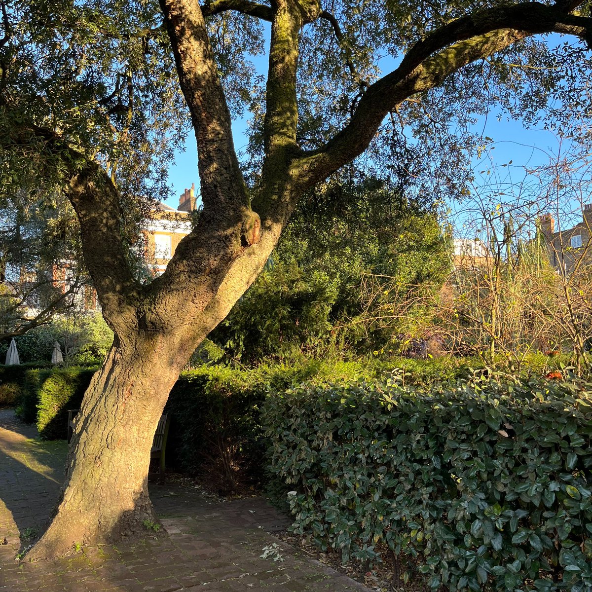 As part of National Tree Week we’re highlighting Quercus suber or Cork oak, which comes from the eastern Mediterranean. This tree dates from before 1906, making it at least 100 years old! Read more about our plant collection here: ow.ly/lEpl50H2LFK #NationalTreeWeek