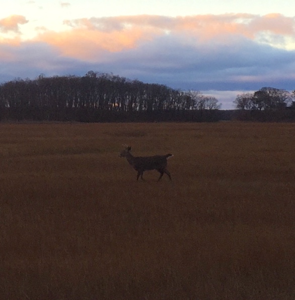 Patrick J. Lynch tweet media