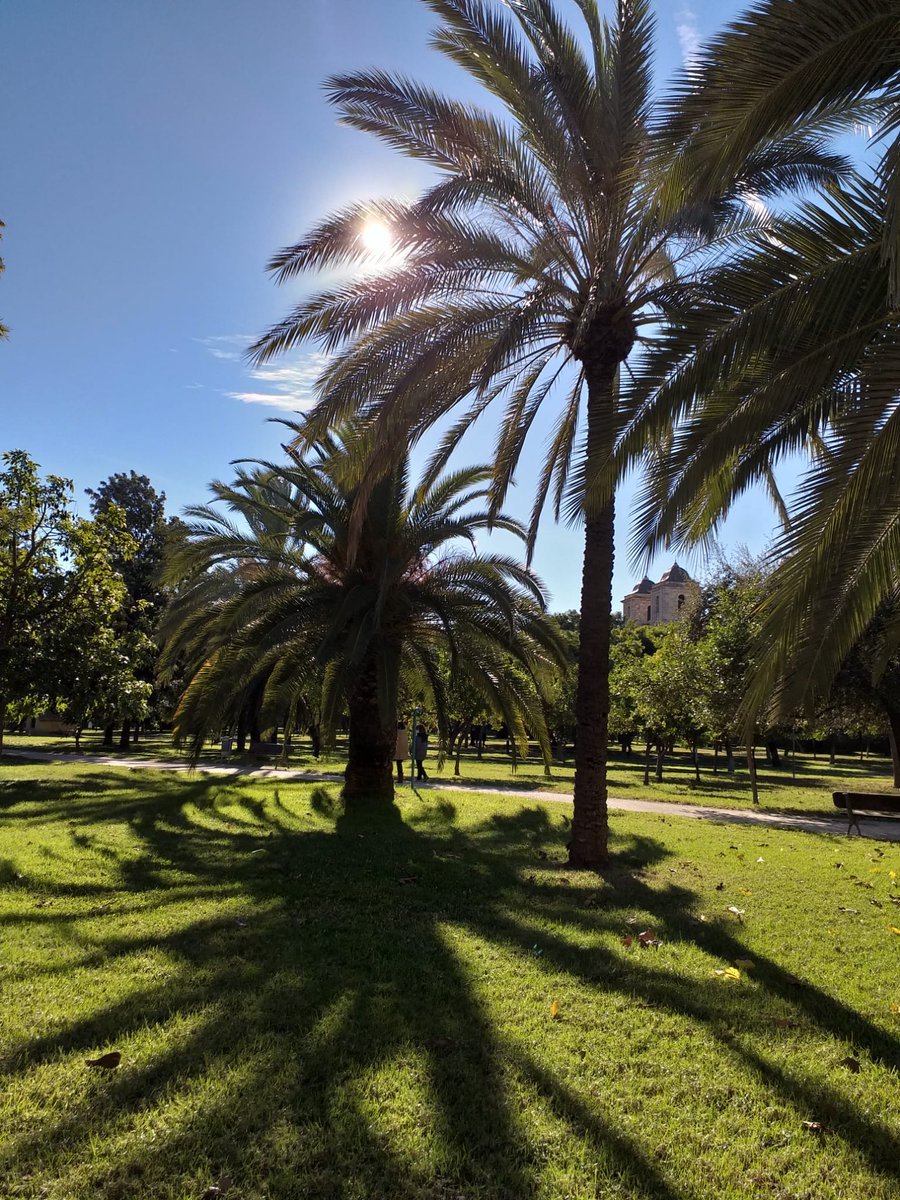 arbopalm's tweet image. Esos días que uno adora su trabajo😍
#arbolista
#Valencia
#palmeras