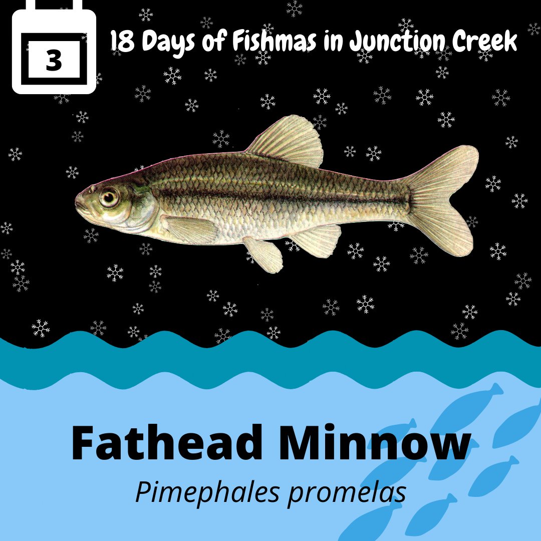 Junction Creek Stewardship Committee on X: Fishmas Day 3: Fathead