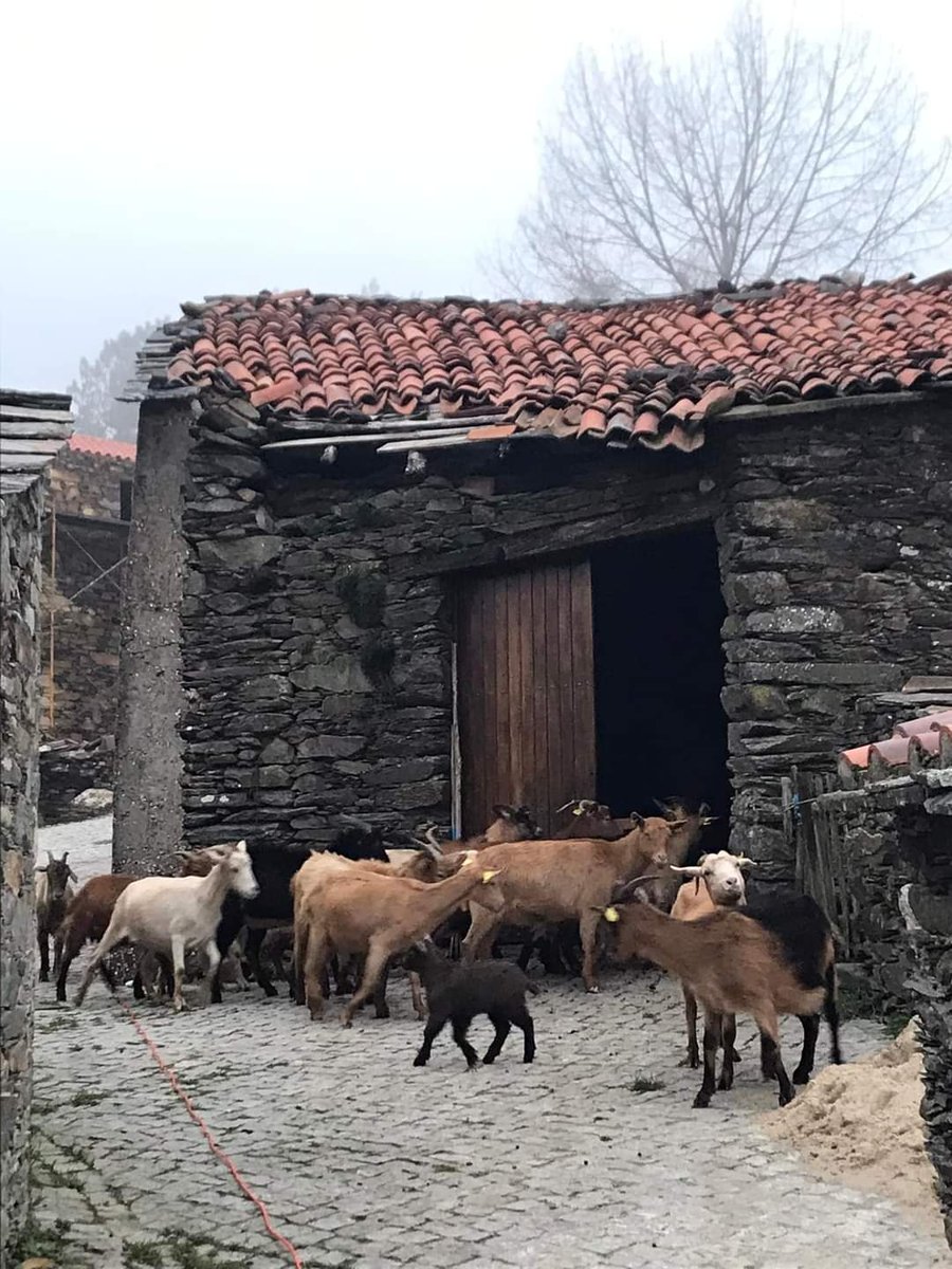 AIDERGC's tweet photo. #AIDER junto a #Proquenor y en colaboración con @GranCanariaCab participa en el último intercambio del Proyecto @Erasmus+ #FireShepherds" en Portugal y Extremadura. Visitamos experiencias locales de ganadería extensiva y desarrollo rural para asegurar la gestión del territorio. https://t.co/mhce0S1boJ