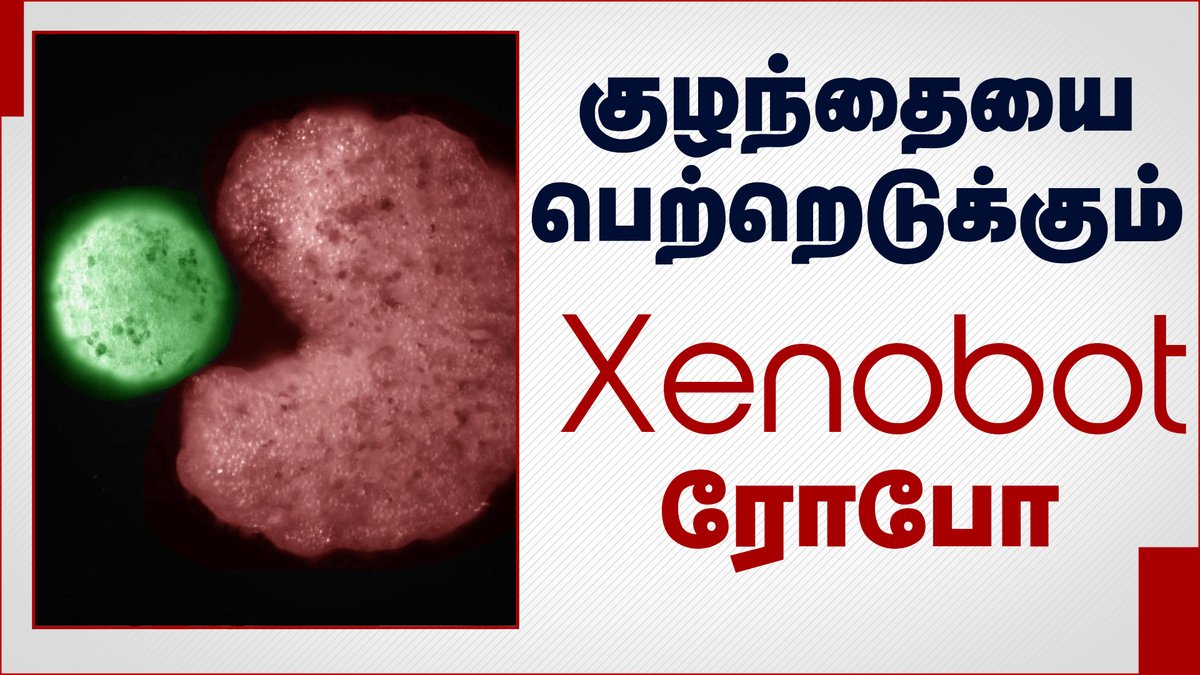 ITamilTVNews's tweet image. இனப்பெருக்கம் செய்யும் உலகின் முதல் உயிர் வாழும் ரோபோ | World&apos;s first living robots &quot;Xenobots&quot; can now reproduce 

Video Link : youtu.be/zIpm60wpmhw  

#Xenobots #LivingRobots