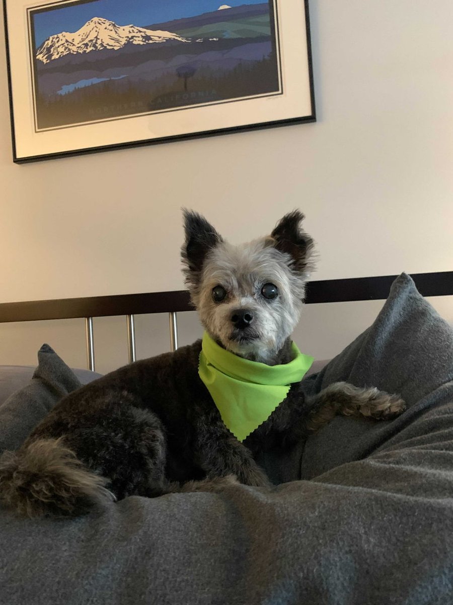 flight_cx's tweet photo. If you look good, you feel good. And if you feel good, you do good. ☺️ (The dapper dog in this photo is Sam, whose human is our very own Jason) #flightpets #workingtips https://t.co/oaHXxS842w