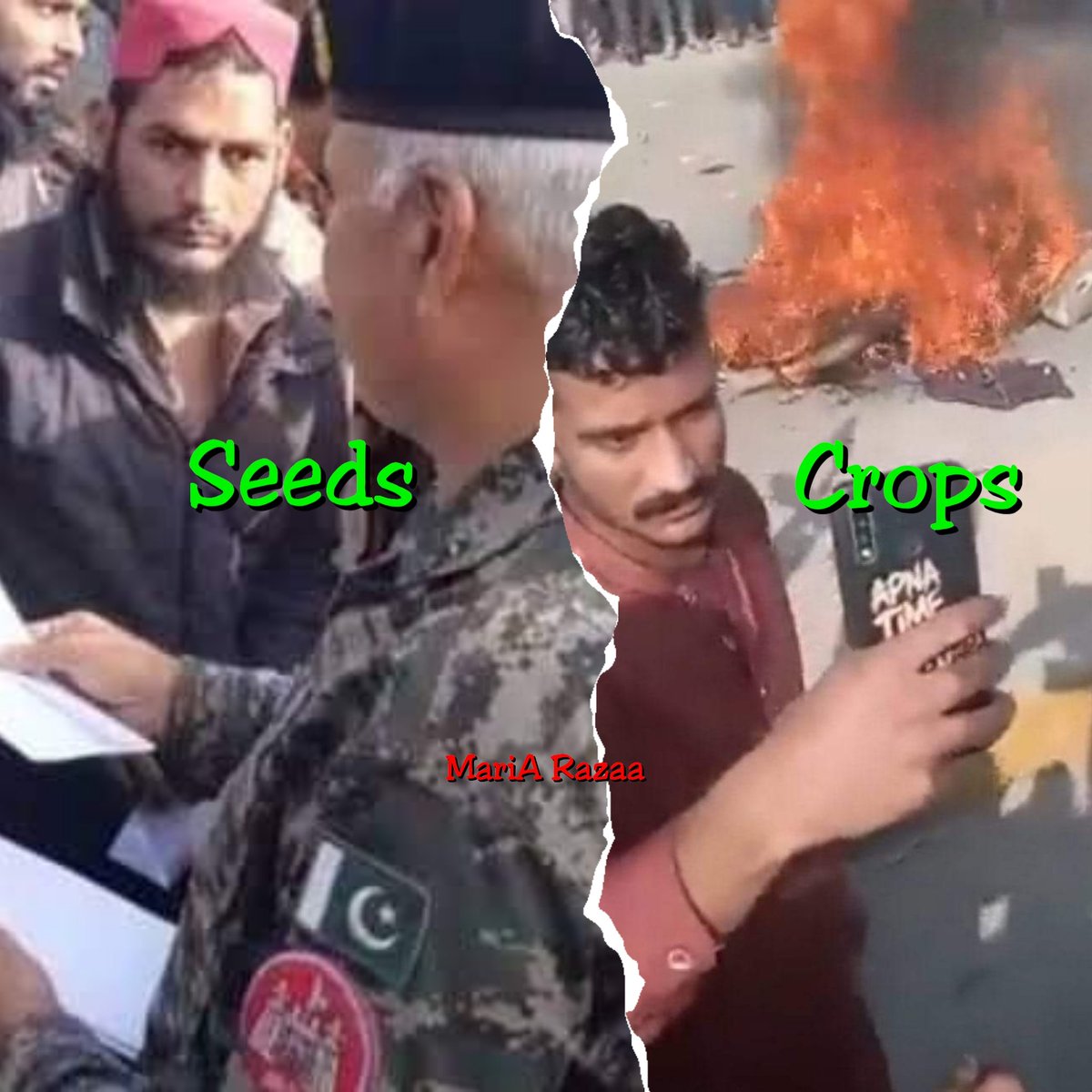RazaaMaria's tweet photo. Pic 1: Seeds
Pic 2: Crop

#Sialkot
#sialkotincident https://t.co/69o9YUeETV