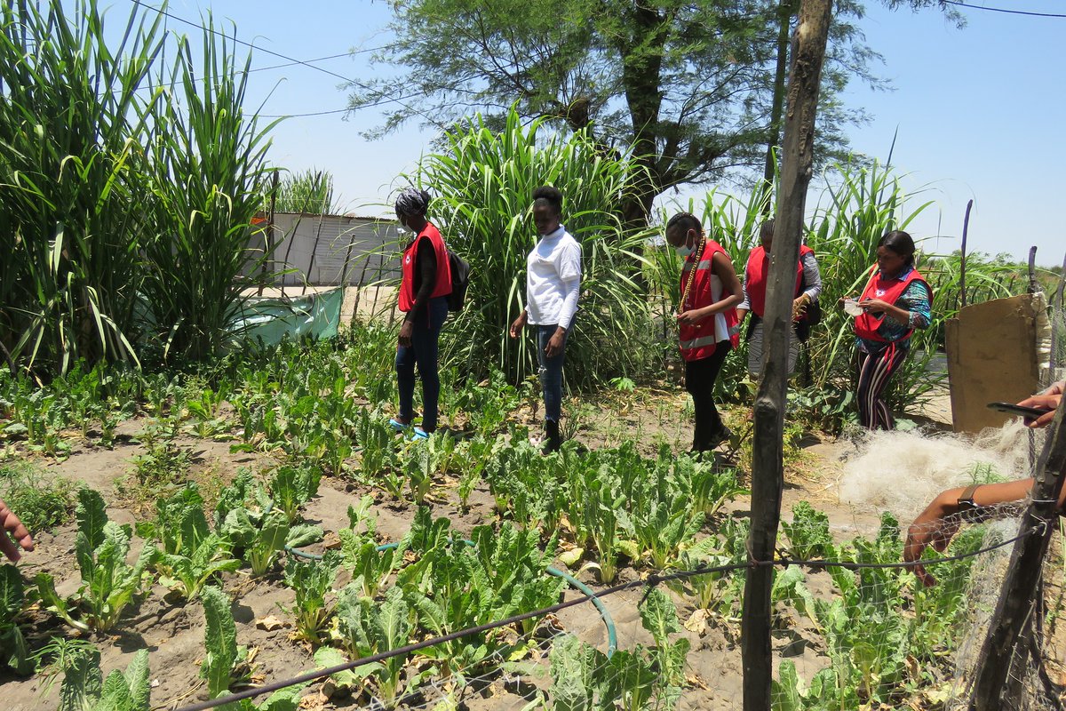 NamibiaRedCross's tweet image. Namibia Red Cross provides training on agricultural practices and establishing households and community gardens. #WeCare #LivelihoodProject #DoWhatYouCan #CommunityGardens #VolunteerYourTime