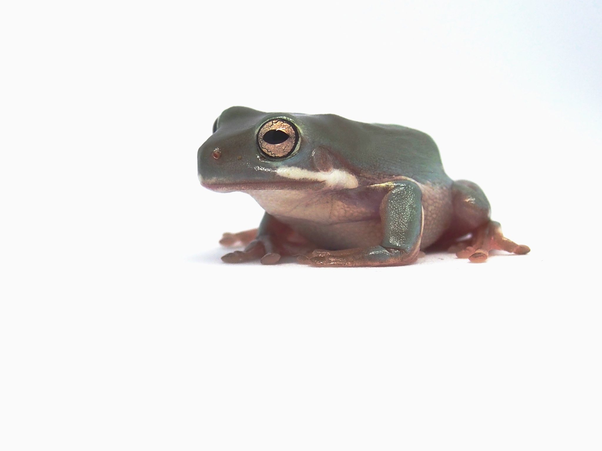 カエルですけど イエアメガエル初心者ママ なーんかつぶちゃんの体色 アタシの好みなんだよねぇ 顔の横の白いラインも素敵 イエアメガエル イエアメ カエル かえる 両生類 カエル好きと繋がりたい T Co 7zbeorq8be Twitter